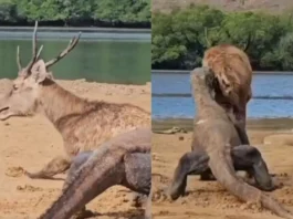 Animal Viral Video