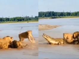 animal fight video