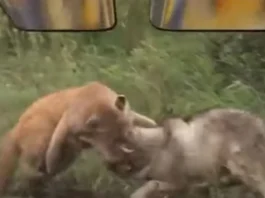 animal fight video