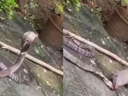 Animal Viral Video
