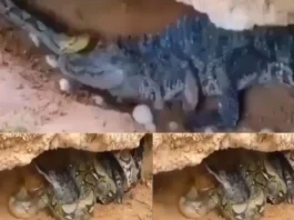 animal viral video