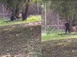 animal viral video