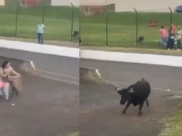 animal viral video