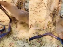 animal viral video snake