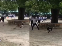 Animal Viral Video