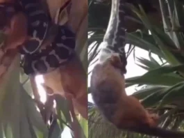 Animal Viral Video