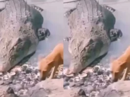 Animal Viral Video