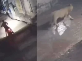 Animal Viral Video