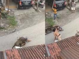 Animal Viral Video