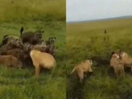 Animal Viral Video