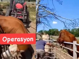 Animal Viral Video
