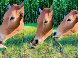 Animal Viral Video