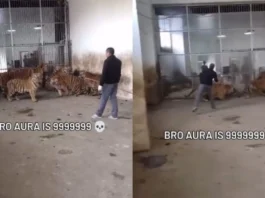 Animal Viral Video