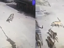 Animal Viral Video