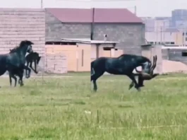 Animal Viral Video