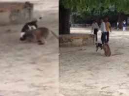 Animal Viral Video