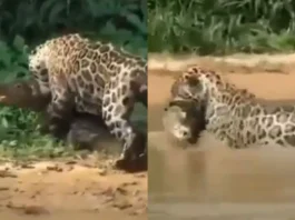 Animal Viral Video