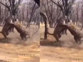 Animal Viral Video
