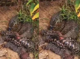 animal viral video