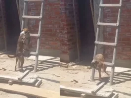 Animal Video