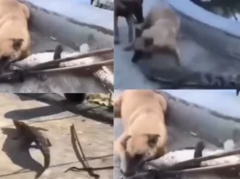 Animal Video