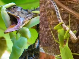 Animal Video