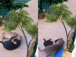 Animal Video