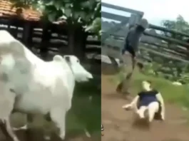 Animal Video