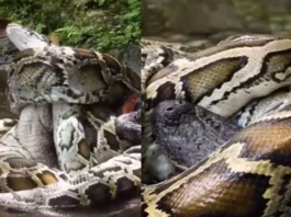Animal Viral Video