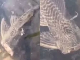 Animal Viral Video
