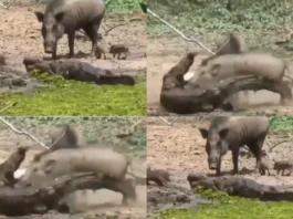 Animal Viral Video