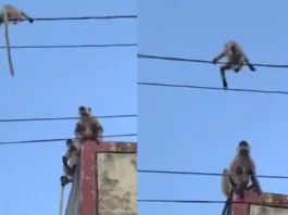 Animal Viral Video