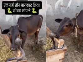 animal viral video
