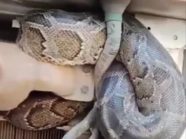 Animal Video