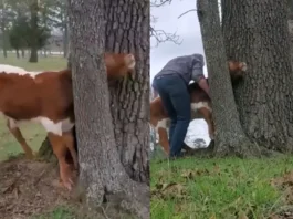 Animal Video