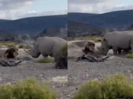 Animal Video