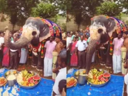 Animal Video