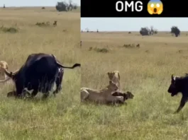 Animal Video