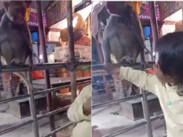 Animal Video: