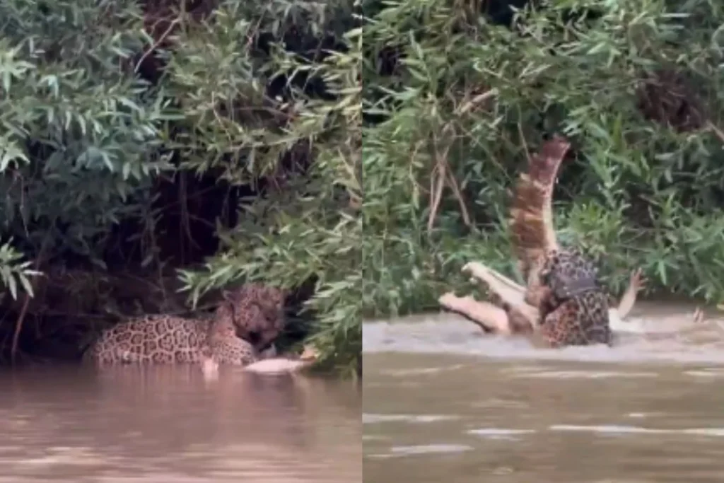 Viral Video crocodile and Jaguar