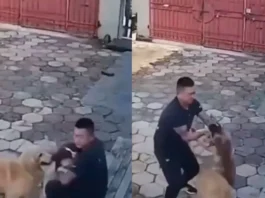 Viral Video