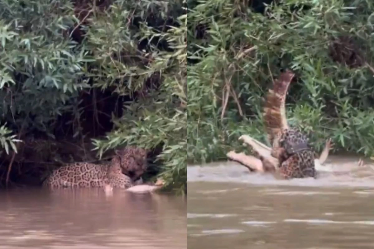 Viral Video crocodile and Jaguar