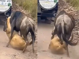 Viral Video