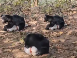 Chhattisgarh Viral Video