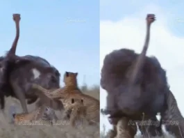 Viral Video