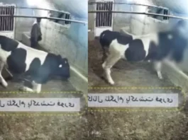Viral Video