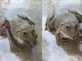 Viral Video