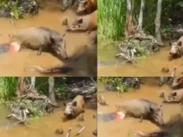 Viral Video