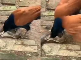 Viral Video