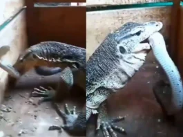 Viral Video